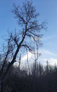 دعا سرکتاب استخاره جواب نگرفتی بیاپیش سیدبابا