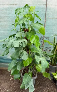 انجیری سایز بزرگ