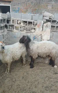 شیشک قوچ بختیاری