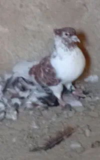 کفتر پرشی