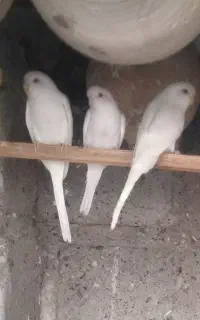 مرغ عشق هلندی