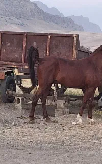 اسب نریان کره کیان ایوانی