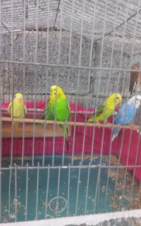 یک عدد طوطی چشم قرمز سرلاکی