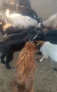 پانزده جفت کهره نر