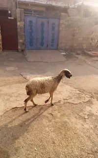 شیشک جوان پاک چاق