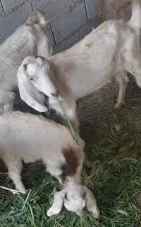 ی بز و بزغال