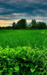 کود کشاورزی برای رشد و افزایش کیفیت محصول