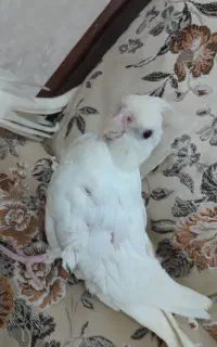 جوجه عروس هلندی