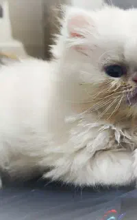 بچه گربه پرشین کت سفید Persian cat