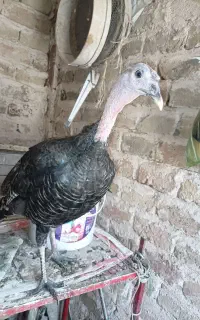 بوقلمون ماده