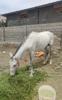 اسب نریون