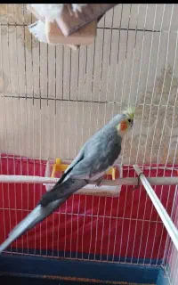 عروس نر