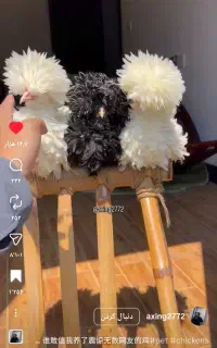 پرنده گمشده