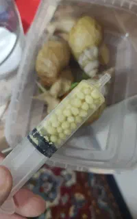 راز زیبایی کره‌ای ها اینبار در کاشمر