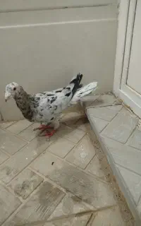 هفرنگ