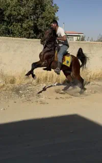 پرورش اسب سلیمانی