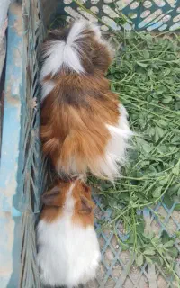همستر