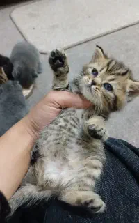 توله گربه