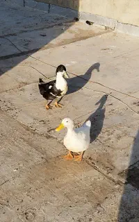 یک جفت اردک
