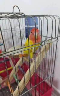 طوطی برزیلی مولد