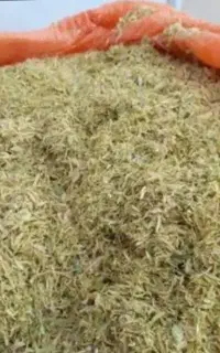 کاه عدس آسمان باد