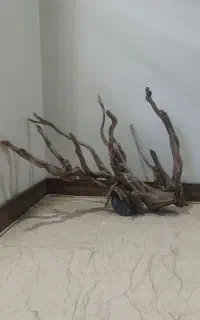 تنه آبنوس اصل