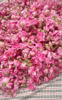فروش عرق خانگی عمده