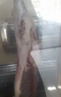 سلام کله پاچه تمیز پاک شده بهداشتی دانه ۴۳۰