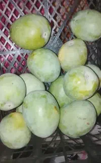 انبه سبز تو رس