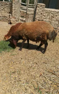 بر ه قوچ همو