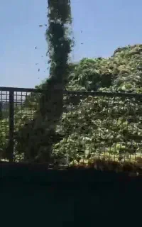 ذرت علوفه