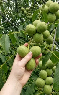 فروش ویژه نهال درجه‌یک مستقیم از نهالستان