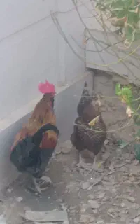 مرغ
