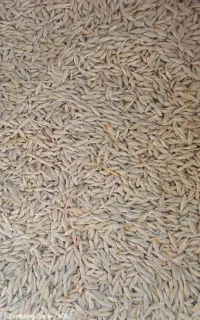 جو تمیز