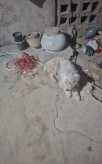 سک پاکوتا