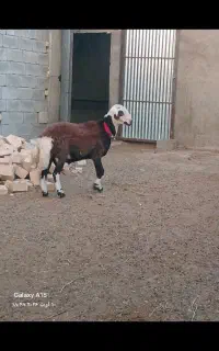 شیشک قوچ