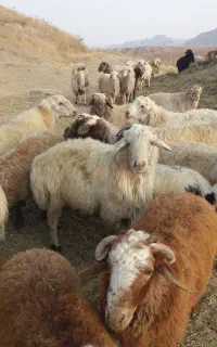 قوچان فروشی