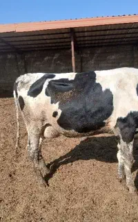 گاو آبستن