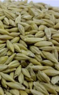 جو درجه یک رسید