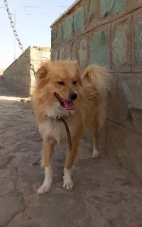 سگ اشپیتز