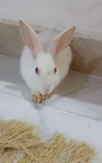 خرگوش