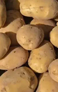 بذر سیب زمینی