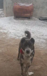سگ گله