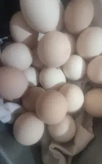 تخم نطفه دار،لاری