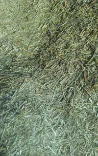 کاه یونجه