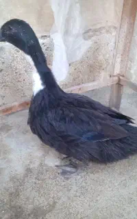اردک 3 ماهه