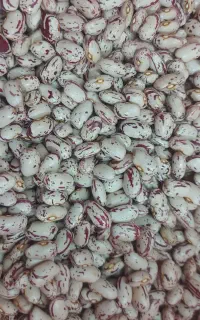 لوبیا چیتی درجه ۱ محصول اردبیل