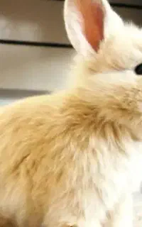 خرگوش لوپی سرحال