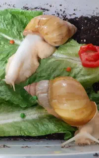 حلزون آچاتینا مولد و خاویار حلزون