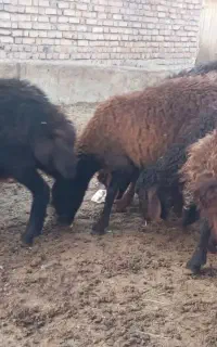 بره نروماده